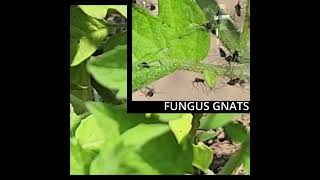 Finding Veggie Gnats  catshobbycorner [upl. by Rafaj871]