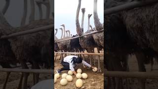 Where are ostriches found 🤨😅shortsfeed animals funny [upl. by Grati]