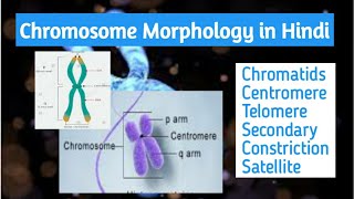 Chromosome Morphology part 1 in Hindi chromatids centromere telomere satellite p and q arm [upl. by Yukio518]