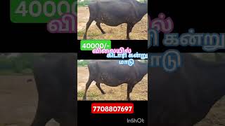 பெண் கன்று மாடு விற்பனைக்கு வந்ததுள்ளது மூன்றாம் ஈத்து மாடு jersycow cowfarm jallikattu hfjersy [upl. by Sorips]