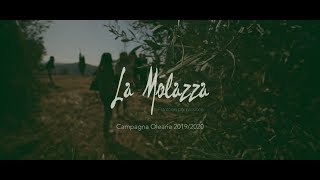 Spot Campagna Olearia 20192020 Frantoio La Molazza [upl. by Ahsyas]