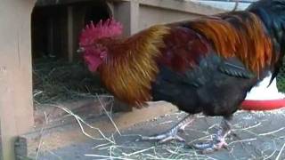 quotAs The Egg Turnsquot Hen House Drama Black Copper Marans Chickens [upl. by Bullough100]