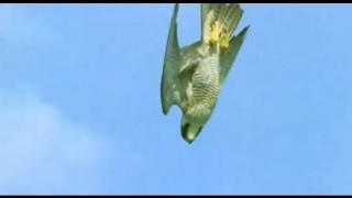 Pigeon vs Peregrine Falcon  Animals The Inside Story  BBC [upl. by Ahtoelc967]