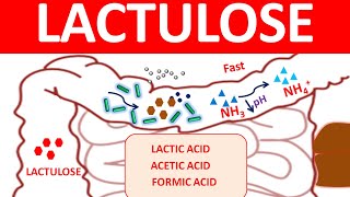 Lactulose for chronic constipation and hepatic encephalopathy [upl. by Shurwood]