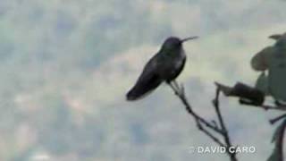 Blackthroated Mango Anthracothorax nigricollis [upl. by Eeliram]