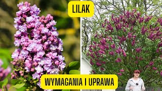 Lilak potocznie zwany quotbzemquot  wszystko co musisz wiedzieć o jego uprawie cudnie pachnące kwiaty [upl. by Noivad]