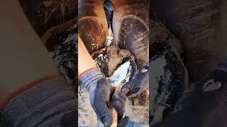 Trimming Massive Hoof  Part 1  Oddly Satisfying  Farrier ASMR [upl. by Nagaek]