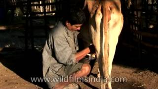 Collecting milk from a cows udders [upl. by Virgina719]