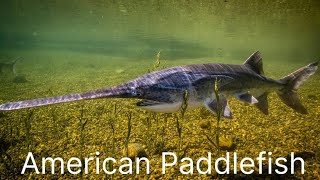 American Paddlefish Polyodon Spathula  Spoonbilled Catfish  Spoonbill  Mississippi Paddlefish [upl. by Dde428]