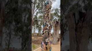 Thong Tree  ਚੱਪਲਾਂ ਵਾਲਾ ਦਰੱਖਤ I Echuca  Victoria  Australia  Murray River [upl. by Zelig]