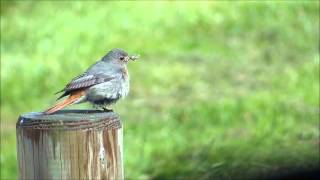 Zwarte roodstaart Black Redstart Phoenicurus ochruros beeld en geluid [upl. by Matthia]