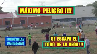 Tordesillas Va quotToro de la Vega 2023quot Fiestas de la Peña 12923 [upl. by Heriberto699]