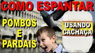 Como Espantar PARDAIS e POMBOS  Usando CACHAÇA [upl. by Ahsiam]