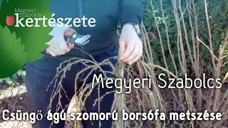 Caragana arborescens Pendula  Csüngő ágú szomorú borsófa tavaszi ifjító metszése [upl. by Merna396]