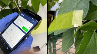 A New Wearable Technology — For Plants  Headline Science [upl. by Chassin]