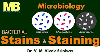 BACTERIAL STAINS amp STAININGS  Microbiology  Vivek Srinivas  Bacteriology [upl. by Eiltan]