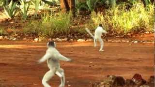 Dancing Sifaka  Berenty  Madagascar [upl. by Andie703]