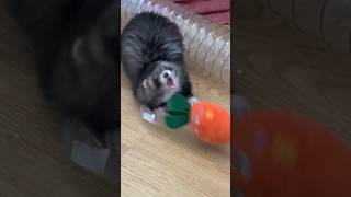 Complètement aléatoires oui 🤣🫶🏻 furet furets ferret ferrets funnyvideos funnyshorts funny [upl. by Farica]