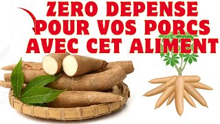 Zero depense pour tes porcs avec cet aliment [upl. by Chaddy]