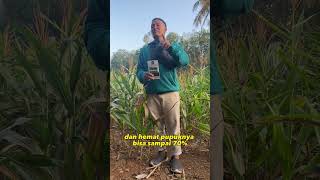 TIPS AGAR JAGUNG BUAH BESAR DAN MAKSIMAL [upl. by Idnahr]