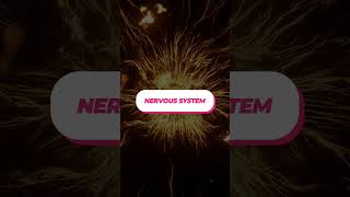 Introduction to nervous system [upl. by Najed798]