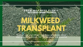 Transplant asclepias tuberosa milkweed from one gallon nursery pot to TruDrop Rim Planter [upl. by Nongim]