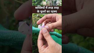 कैसे कैसे फूल होते हैं जिनसे सब्जियाँ बनती हैं Self pollination and cross pollination in vegetables [upl. by Nottirb]