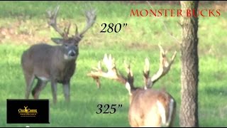 Monster Bucks Fight on Oak Creek Whitetail Ranch [upl. by Jariv]