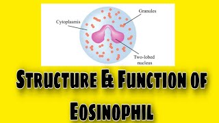 Eosinophil structure amp Function Lecture No 1 [upl. by Lhary564]