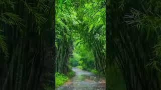 Rainy Forest Cabin View 🌧️🌲 rainsounds naturesoundsrelaxing sleepmusic relaxingnaturesounds [upl. by Carew]