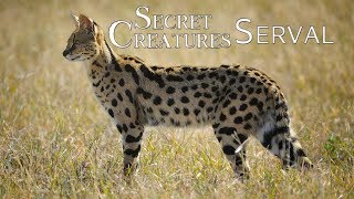 🐾 The Elusive Serval Africas LesserKnown Spotted Cat 🐆  Wildlife Conservation [upl. by Nnairet284]