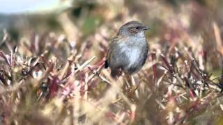 Dunnock Prunella modularis  Heckenbraunelle 09 [upl. by Kciredes]