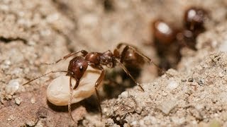 RAID DE FOURMIS ESCLAVAGISTES [upl. by Aicittel88]