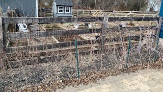 Pruning raspberries [upl. by Carlin]