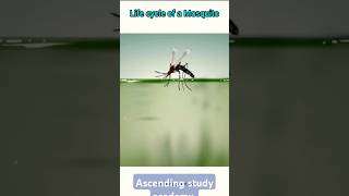 life cycle of mosquitoes [upl. by Byrann]