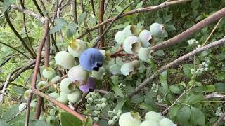 블루베리 레카 Blueberry Reka 야생화를 찾아서274 in search of wildflowers 한밭수목원 Hanbat Arboretum [upl. by Norok]