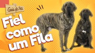 FILA BRASILEIRO O cão que morde e não solta  Guia de Pets [upl. by Anyer]