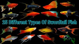 Top 25 Different Types Of Swordtail Fish [upl. by Hilly726]