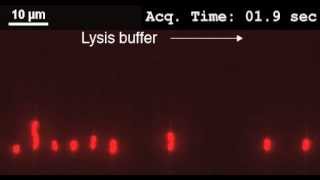 Lysis of E coli chromosomes in the mother machine Part I [upl. by Akived]