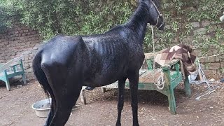 Ägyptische Black Beauty zieht ein  Notfall Stute schwanger 😱 [upl. by Imelda]