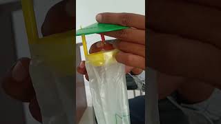 Installation of pheromone trap with lure  Gossylure Pink bollworm cottonapexcollege insects [upl. by Ardnak]