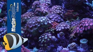 Zoanthid and Palythoa Coral Care Tips Paly Toxin and Fragging [upl. by Urdna608]