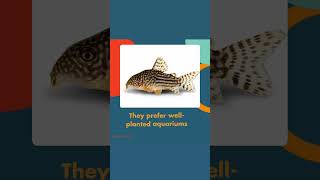 Corydoras Catfish [upl. by Yentirb]