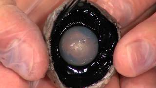 Detailed Cow Eye Dissection Part II Jr High High School and College Review [upl. by Denys]