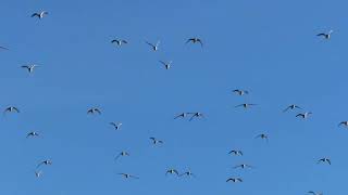 Dunlin evading falcons Nov 27 2023 Fir Island WA [upl. by Yvi]