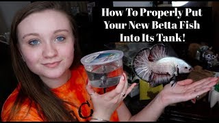 HOW TO PROPERLY PUT YOUR BETTA FISH INTO ITS NEW TANKHOME  ItsAnnaLouise [upl. by Kcirej]