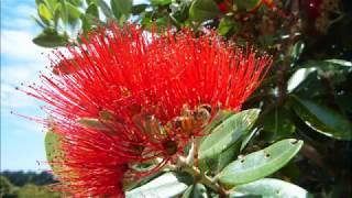 Music of the plants Pohutukawa Tree [upl. by Anthea755]