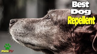 HOW TO MAKE A HOME DOG REPELLENT [upl. by Donaugh85]