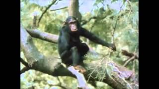 The Chimps of Gombe Part 5 [upl. by Greene]