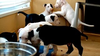 Pitbull puppies play together for the first time [upl. by Merry314]